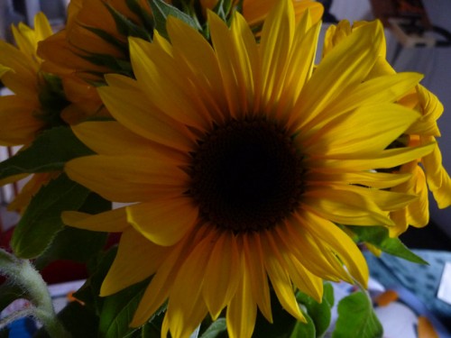 sunflowers